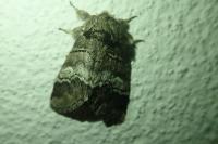 Drymonia querna
