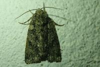 Acronicta rumicis