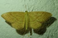 Idaea ochrata