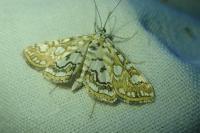 Elophila nymphaeata