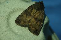 Rusina ferruginea