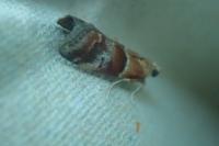 Acrobasis repandana