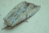 Apamea lithoxylaea