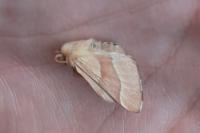 Malacosoma neustria