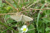 Idaea humiliata