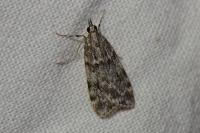 Scoparia ambigualis/basistrigalis