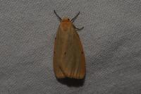 Cybosia mesomella