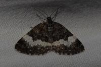 Spargania luctuata
