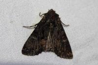 Mniotype adusta