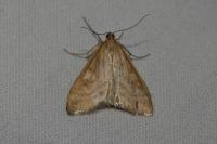 Sitochroa verticalis
