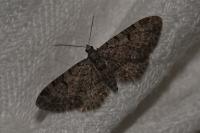 Eupithecia extraversaria