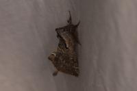Rhegmatophila alpina