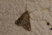 Evergestis frumentalis