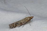 Pempeliella ornatella