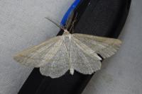 Perconia strigillaria