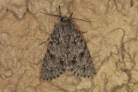 Acronicta