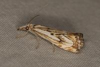 Catoptria falsella