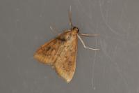 Udea ferrugalis