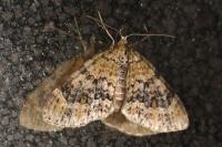 Acasis viretata