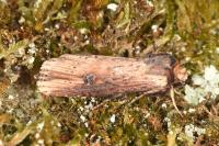 Axylia putris