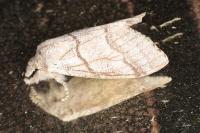 Calliteara pudibunda