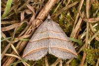 Colobochyla salicalis