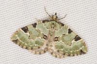 Colostygia pectinataria
