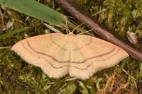Cyclophora linearia