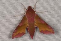 Deilephila porcellus