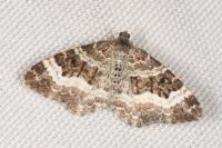 Epirrhoe alternata