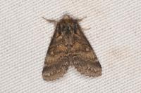 Gluphisia crenata