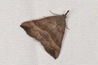 Hypena proboscidalis