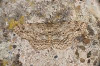 Hypomecis punctinalis