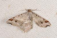Macaria alternata