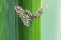 Elophila nymphaeata