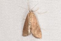 Parapoynx stratiotata