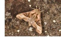 Phlogophora meticulosa