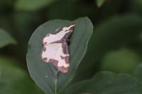 Lomaspilis marginata