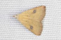 Rivula sericealis