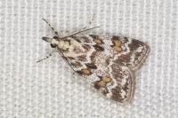 Scoparia pyralella