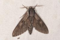 Hyloicus pinastri