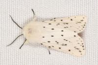 Spilosoma lubricipeda