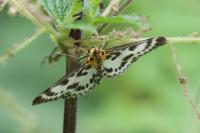 Anania hortulata
