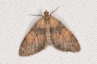 Thera obeliscata obeliscata