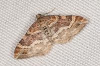 Xanthorhoe spadicearia/ferrugata