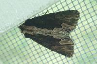 Dypterygia scabriuscula