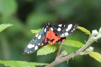 Callimorpha dominula