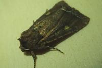 Lacanobia oleracea