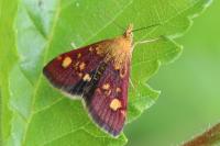 Pyrausta aurata