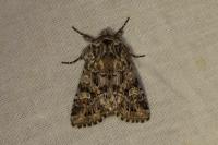 Pachetra sagittigera